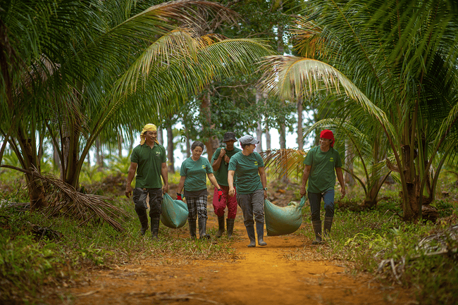 amiforest coconut farm